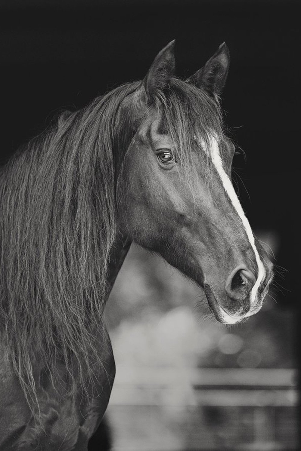 Elegant black-and-white equine portrait showcasing the beauty of a horse's features