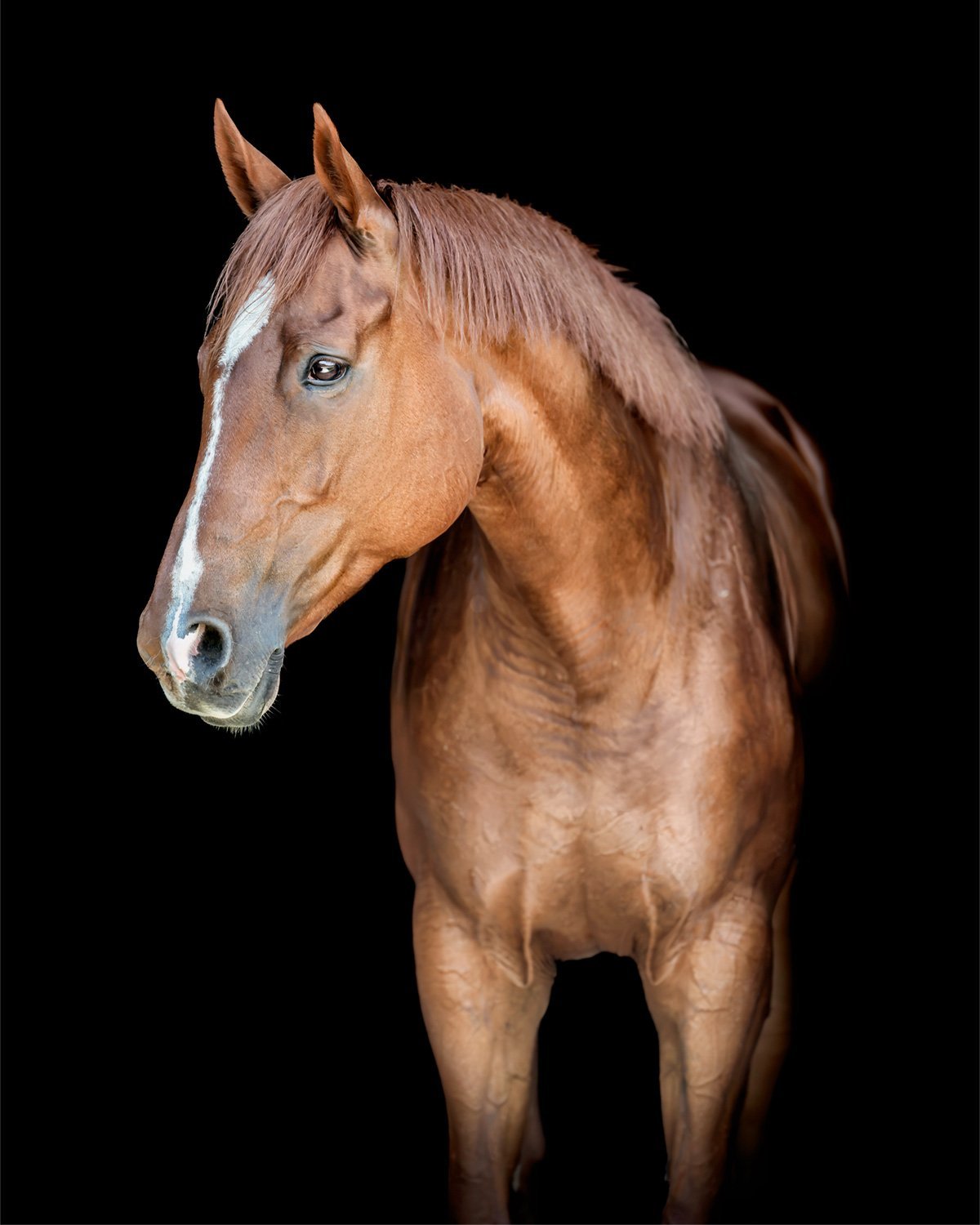 Majestic horse standing gracefully in soft, golden light with black background