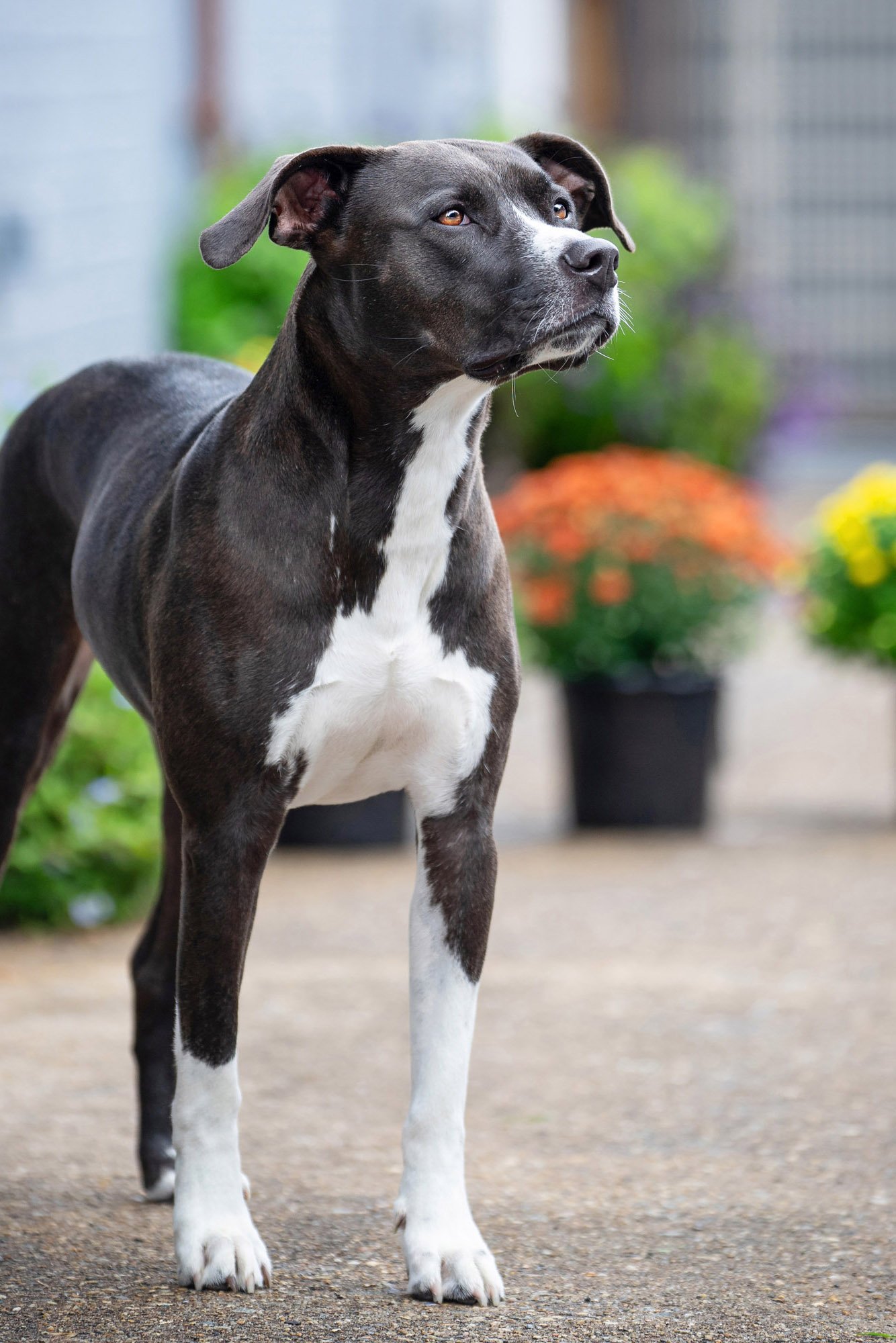 Fine art portrait of a regal dog, highlighting its expressive eyes and character