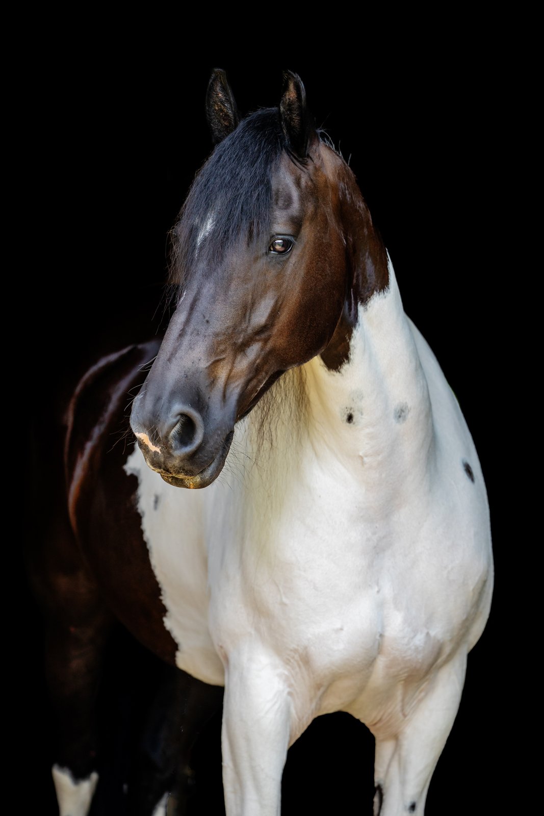 Black background portrait of regal horse