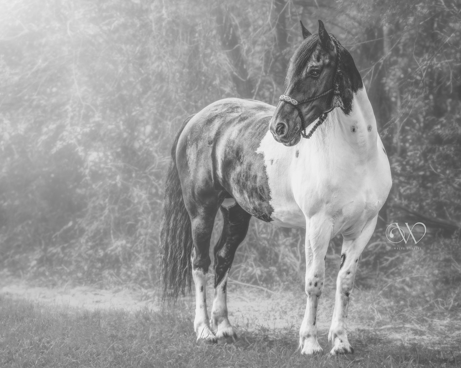 Black and White Equine Portrait