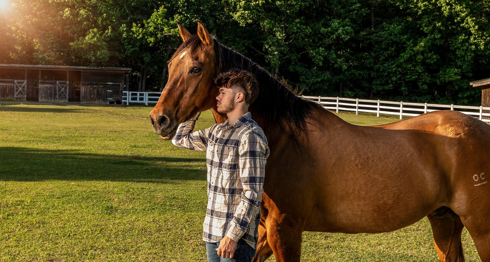 Sunset Equine portrait